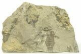 Partial Eurypterus (Sea Scorpion) Fossil - Ukraine #271291-1